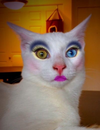 Makeup cat Blank Meme Template