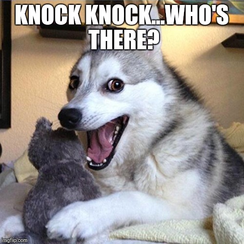 KNOCK KNOCK...WHO'S THERE? | image tagged in funny dogs | made w/ Imgflip meme maker
