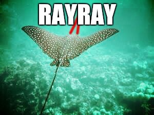 RAYRAY | made w/ Imgflip meme maker