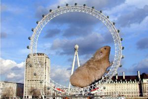 Giant Hamster Wheel Blank Meme Template