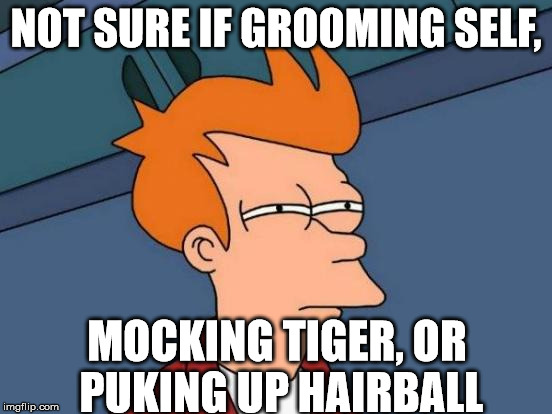 NOT SURE IF GROOMING SELF, MOCKING TIGER, OR PUKING UP HAIRBALL | image tagged in memes,futurama fry | made w/ Imgflip meme maker