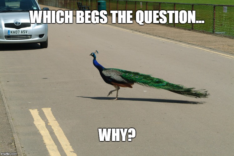 Did the chicken make it? | WHICH BEGS THE QUESTION... WHY? | image tagged in anti joke chicken,joke,memes | made w/ Imgflip meme maker