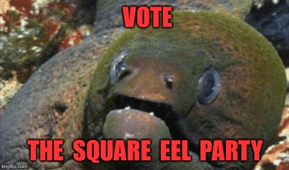 VOTE THE  SQUARE  EEL  PARTY | made w/ Imgflip meme maker