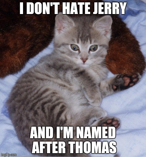 Cute_Thomas_Kitten | I DON'T HATE JERRY AND I'M NAMED AFTER THOMAS | image tagged in cute_thomas_kitten | made w/ Imgflip meme maker