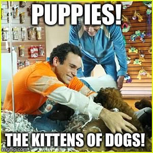 Puppies | PUPPIES! THE KITTENS OF DOGS! | image tagged in funny | made w/ Imgflip meme maker