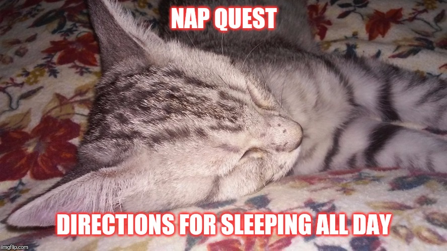 Lazy day | NAP QUEST; DIRECTIONS FOR SLEEPING ALL DAY | image tagged in cats | made w/ Imgflip meme maker