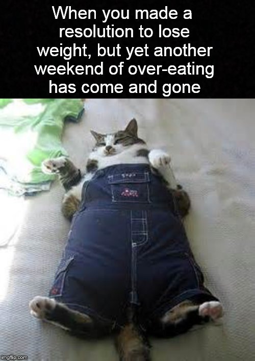 Broken resolutions.... | When you made a resolution to lose weight, but yet another weekend of over-eating has come and gone | image tagged in funny memes,fat cat,eating | made w/ Imgflip meme maker