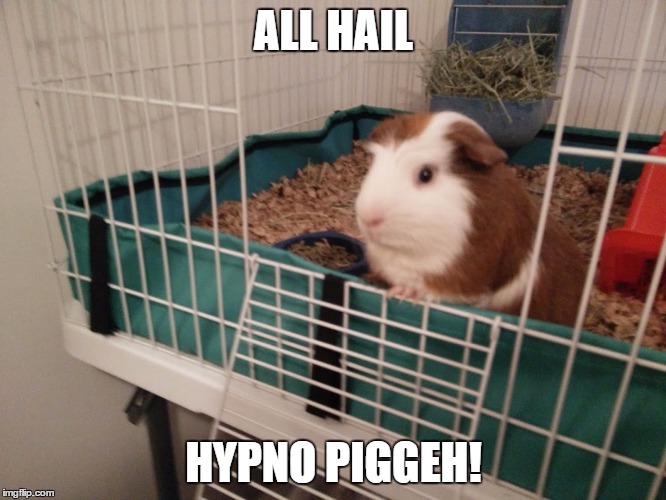 ALL HAIL; HYPNO PIGGEH! | image tagged in guineapigs | made w/ Imgflip meme maker