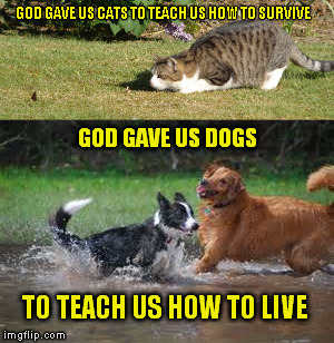 GOD GAVE US CATS TO TEACH US HOW TO SURVIVE; GOD GAVE US DOGS; TO TEACH US HOW TO LIVE | image tagged in animal meme | made w/ Imgflip meme maker