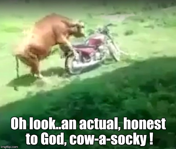 Oh look..an actual, honest to God, cow-a-socky ! | image tagged in humor,farm animals | made w/ Imgflip meme maker