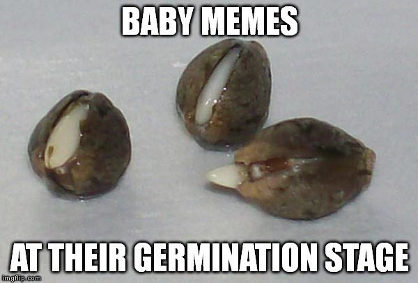 BABY MEMES; AT THEIR GERMINATION STAGE | image tagged in memes | made w/ Imgflip meme maker