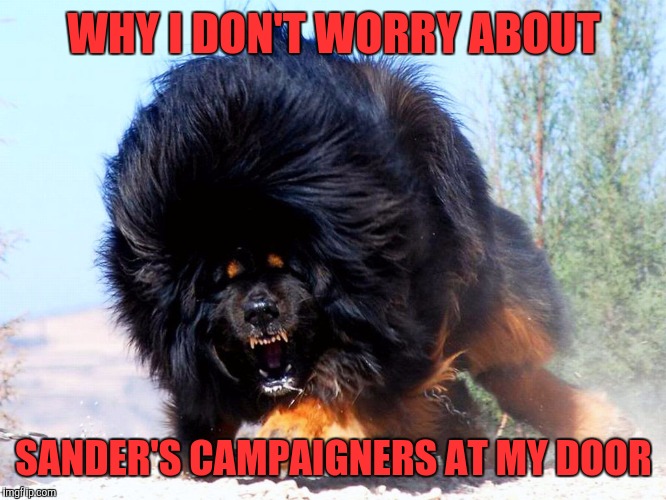 Fluffy wuffy | WHY I DON'T WORRY ABOUT; SANDER'S CAMPAIGNERS AT MY DOOR | image tagged in fluffy wuffy | made w/ Imgflip meme maker