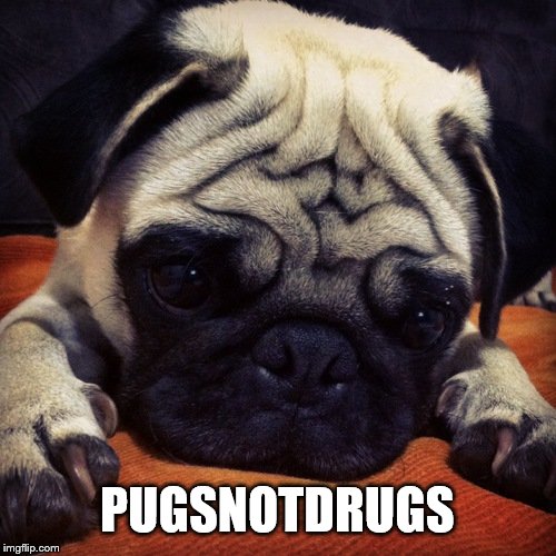 pugsnotdrugs | PUGSNOTDRUGS | image tagged in pugsnotdrugs | made w/ Imgflip meme maker