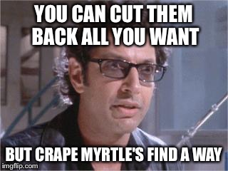 Jeff Goldblum | YOU CAN CUT THEM BACK ALL YOU WANT; BUT CRAPE MYRTLE'S FIND A WAY | image tagged in jeff goldblum,texas | made w/ Imgflip meme maker