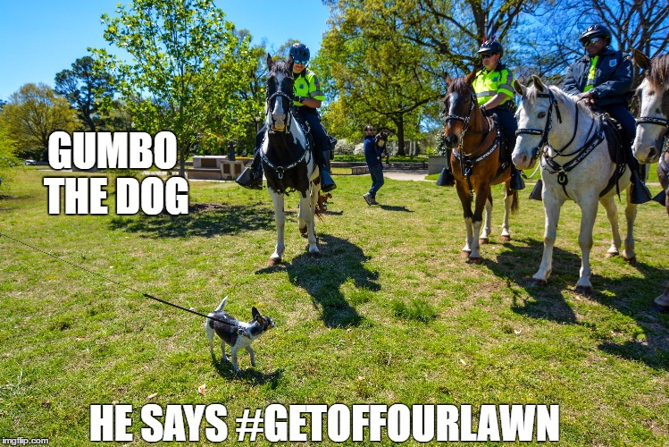 GUMBO THE DOG; HE SAYS #GETOFFOURLAWN | image tagged in gumbo vs mounted patrol | made w/ Imgflip meme maker