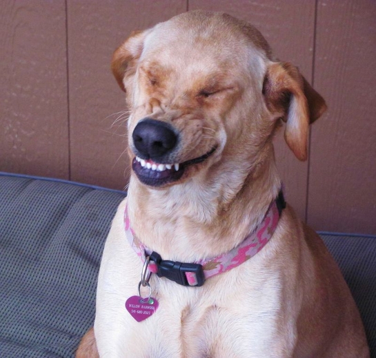 High Quality Smile dog Blank Meme Template