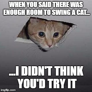 Loss of grip | WHEN YOU SAID THERE WAS ENOUGH ROOM TO SWING A CAT... ...I DIDN'T THINK YOU'D TRY IT | image tagged in memes,ceiling cat | made w/ Imgflip meme maker