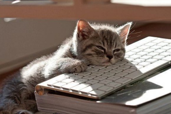 sleepy kitten computer