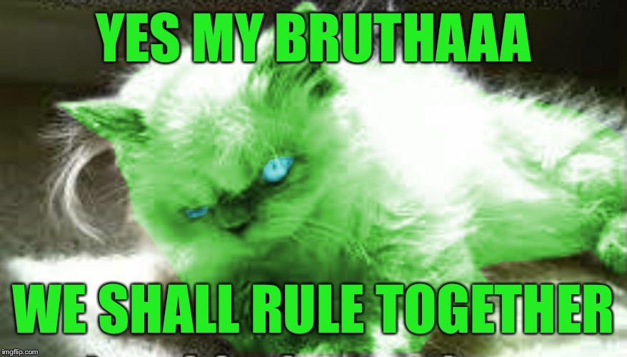 mad raycat | YES MY BRUTHAAA WE SHALL RULE TOGETHER | image tagged in mad raycat | made w/ Imgflip meme maker