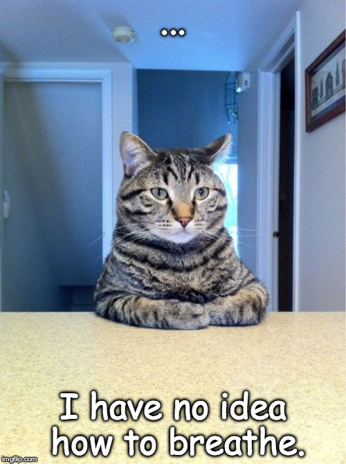 Take A Seat Cat | ... I have no idea how to breathe. | image tagged in memes,take a seat cat | made w/ Imgflip meme maker