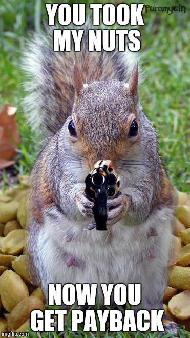 funny squirrels with guns (5) | YOU TOOK MY NUTS; NOW YOU GET PAYBACK | image tagged in funny squirrels with guns 5 | made w/ Imgflip meme maker