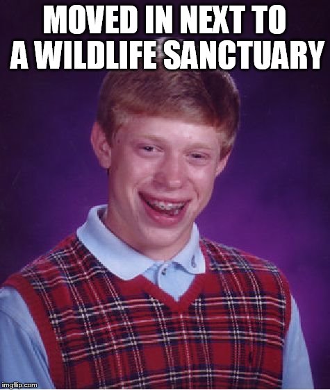 Bad Luck Brian Meme | MOVED IN NEXT TO A WILDLIFE SANCTUARY | image tagged in memes,bad luck brian | made w/ Imgflip meme maker