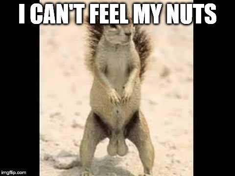my grandpappy's last words | I CAN'T FEEL MY NUTS | image tagged in squirrel nuts | made w/ Imgflip meme maker
