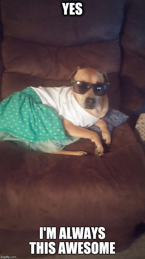 Sunglasses  | YES; I'M ALWAYS THIS AWESOME | image tagged in funny,haha,best dog ever,lol,cute dog,cool dog | made w/ Imgflip meme maker