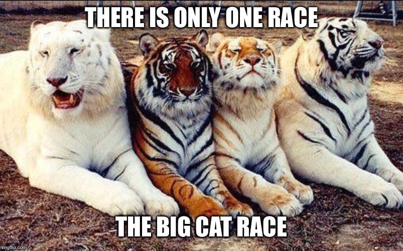 HYBRIDS | THERE IS ONLY ONE RACE; THE BIG CAT RACE | image tagged in hybrid big cats,race | made w/ Imgflip meme maker
