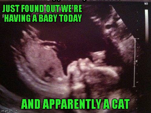 So this is how cat lovers/haters are born. |  JUST FOUND OUT WE'RE HAVING A BABY TODAY; AND APPARENTLY A CAT | image tagged in fetus cat ultrasound,ultrasound,memes,cat in the womb,funny,baby | made w/ Imgflip meme maker
