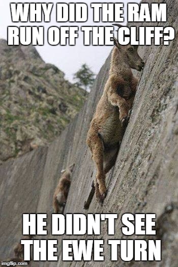 Mountain goats | WHY DID THE RAM RUN OFF THE CLIFF? HE DIDN'T SEE THE EWE TURN | image tagged in mountain goats | made w/ Imgflip meme maker