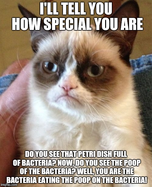 Everyone thinks they are so special lol |  I'LL TELL YOU HOW SPECIAL YOU ARE; DO YOU SEE THAT PETRI DISH FULL OF BACTERIA? NOW, DO YOU SEE THE POOP OF THE BACTERIA? WELL, YOU ARE THE BACTERIA EATING THE POOP ON THE BACTERIA! | image tagged in memes,grumpy cat | made w/ Imgflip meme maker