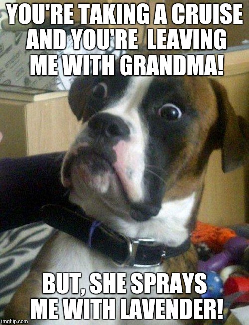 Blankie the Shocked Dog | YOU'RE TAKING A CRUISE AND YOU'RE  LEAVING ME WITH GRANDMA! BUT, SHE SPRAYS ME WITH LAVENDER! | image tagged in blankie the shocked dog,memes,funny memes,funny dogs | made w/ Imgflip meme maker