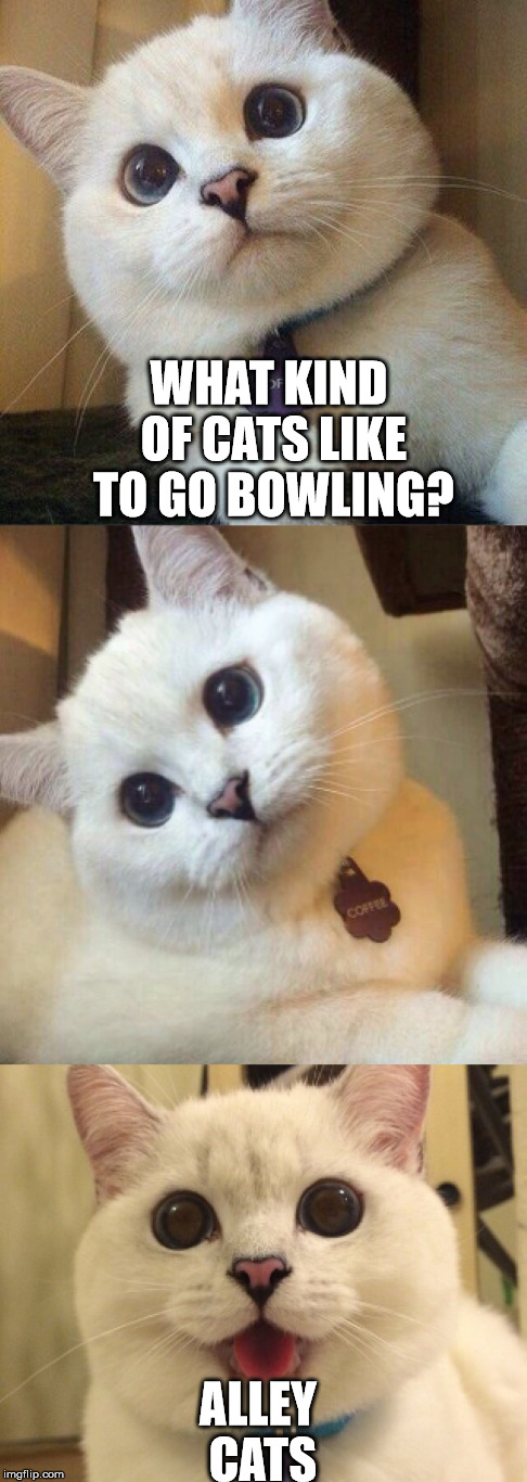 WHAT KIND OF CATS LIKE TO GO BOWLING? ALLEY CATS | made w/ Imgflip meme maker