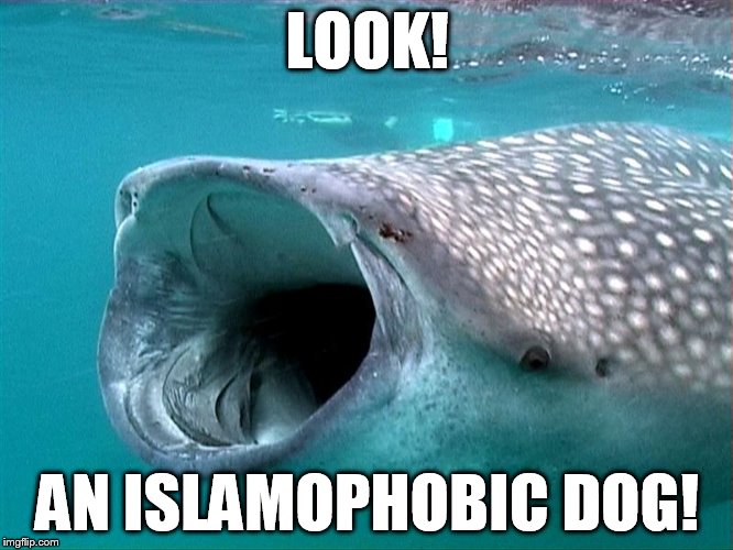 whale shark | LOOK! AN ISLAMOPHOBIC DOG! | image tagged in whale shark | made w/ Imgflip meme maker