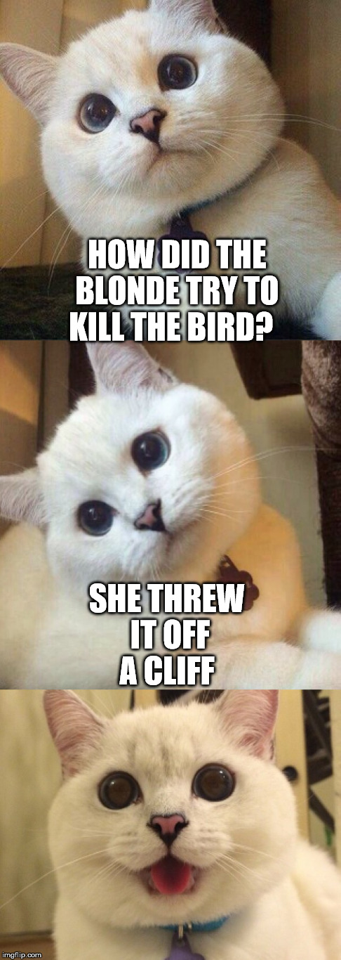 HOW DID THE BLONDE TRY TO KILL THE BIRD? SHE THREW IT OFF A CLIFF | made w/ Imgflip meme maker