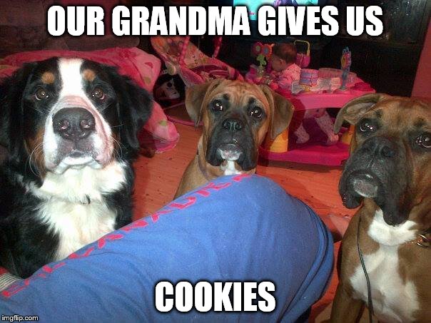 dogs | OUR GRANDMA GIVES US COOKIES | image tagged in dogs | made w/ Imgflip meme maker