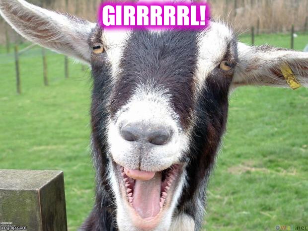 Funny Goat | GIRRRRRL! | image tagged in funny goat | made w/ Imgflip meme maker