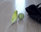 Bird Balling ball balancing bird - Imgflip