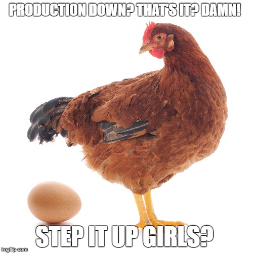 EGG PRODUCTION DOWN IN AR? | PRODUCTION DOWN? THAT'S IT? DAMN! STEP IT UP GIRLS? | image tagged in hens,eggs,loprod | made w/ Imgflip meme maker