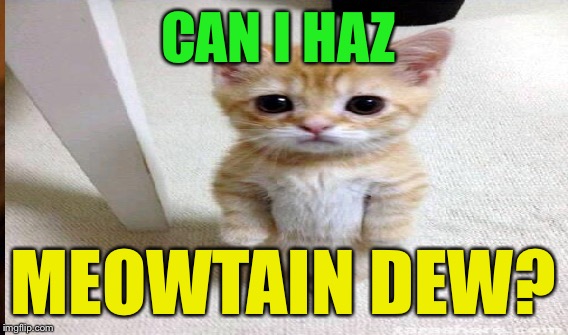 CAN I HAZ MEOWTAIN DEW? | made w/ Imgflip meme maker
