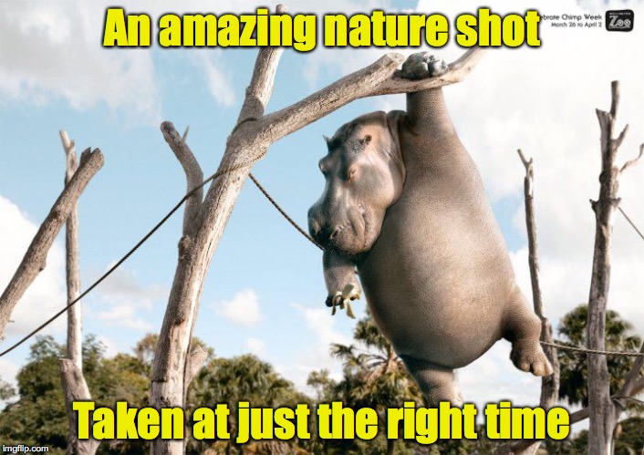 Inspired by yet another clickbait | An amazing nature shot; Taken at just the right time | image tagged in funny,hippo,memes | made w/ Imgflip meme maker