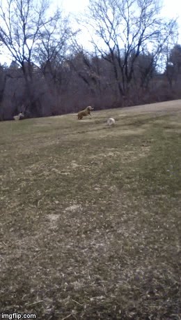 Retriever | image tagged in gifs,dog | made w/ Imgflip video-to-gif maker