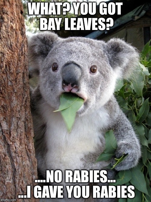 When you didn't get it the first time...... | WHAT? YOU GOT BAY LEAVES? ....NO RABIES... ...I GAVE YOU RABIES | image tagged in memes,surprised coala | made w/ Imgflip meme maker