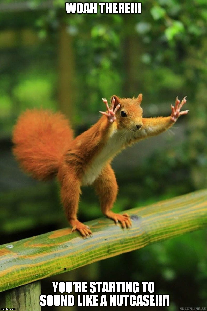 Wait a Minute Squirrel | WOAH THERE!!! YOU'RE STARTING TO SOUND LIKE A NUTCASE!!!! | image tagged in wait a minute squirrel | made w/ Imgflip meme maker