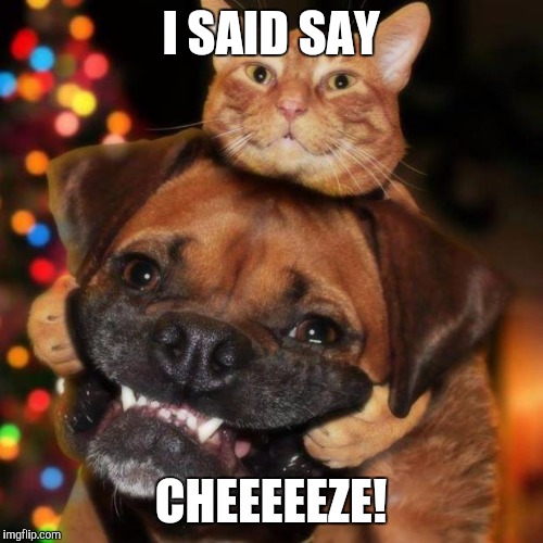 dogs an cats |  I SAID SAY; CHEEEEEZE! | image tagged in dogs an cats | made w/ Imgflip meme maker