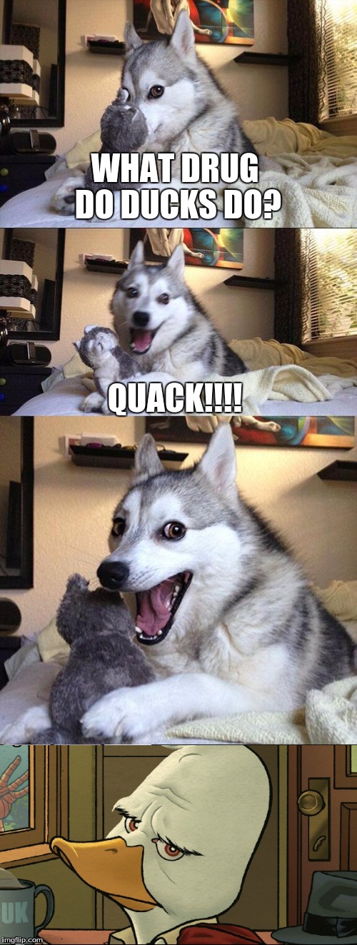 Bad Pun dog | WHAT DRUG DO DUCKS DO? QUACK!!!! | image tagged in howard the duck | made w/ Imgflip meme maker