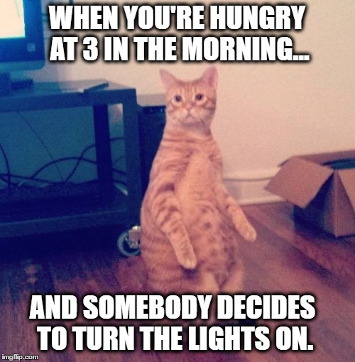 WHEN YOU'RE HUNGRY AT 3 IN THE MORNING... AND SOMEBODY DECIDES TO TURN THE LIGHTS ON. | image tagged in food,cats,funny | made w/ Imgflip meme maker