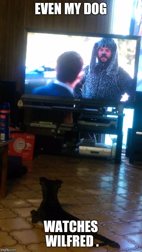 Even Dogs have Favourite Show's | EVEN MY DOG; WATCHES WILFRED
. | image tagged in tv,dog | made w/ Imgflip meme maker