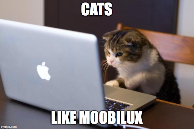 Cat using computer | CATS; LIKE MOOBILUX | image tagged in cat using computer | made w/ Imgflip meme maker